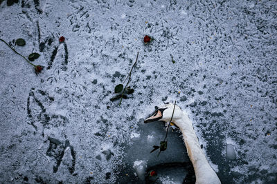 High angle view of hand feeding fish in snow