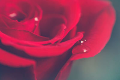 Close-up of red rose