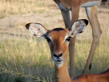 Deer relaxing on grassy field