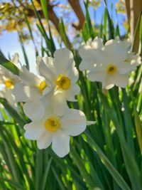 Close-up of white flowers