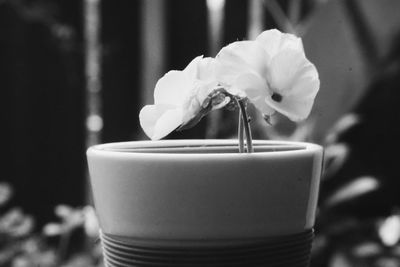 Close-up of white rose in glass