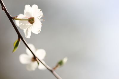 Close-up of white flowers