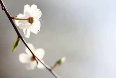 Close up of apple blossoms