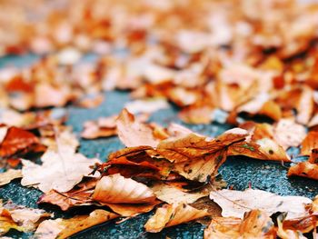 Full frame shot of fallen dry leaves on street during autumn