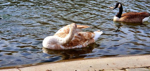 High angle view of duck swimming in lake