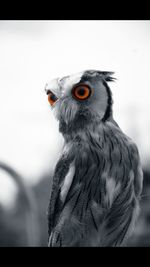 Close-up portrait of a bird