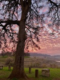 Tree on field against sky at sunset