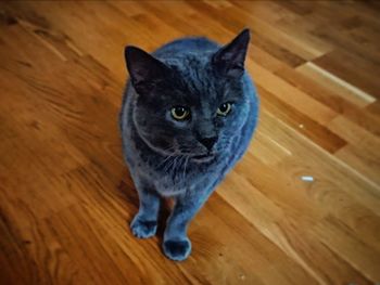 Portrait of cat on wooden floor