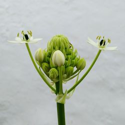 Close-up of lotus water lily