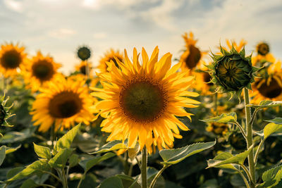 Close-up of sunflower on field