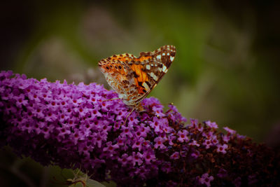 Close-up of butterfly on purple flower