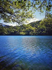 Scenic view of lake in forest against sky