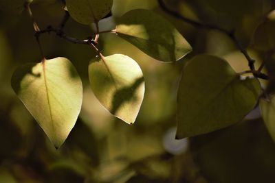 Close-up of fruit growing on plant