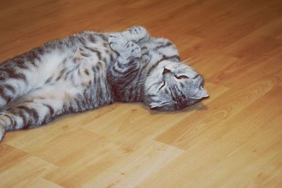 High angle view of cat lying on hardwood floor