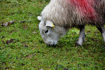 Close-up of cow grazing on field