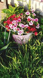 Close-up of flowers blooming outdoors