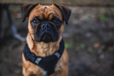 Close-up portrait of dog