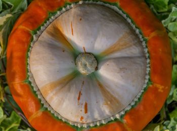 Full frame shot of orange fruit