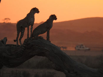 Cheetah in the wild, africa