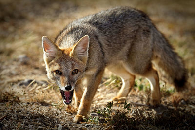 Close-up portrait of dog on land