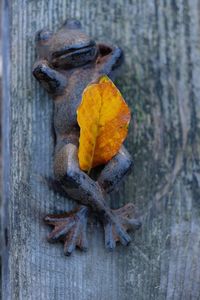 Close-up of dry leaf on wood