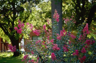 Pink flowers blooming on tree