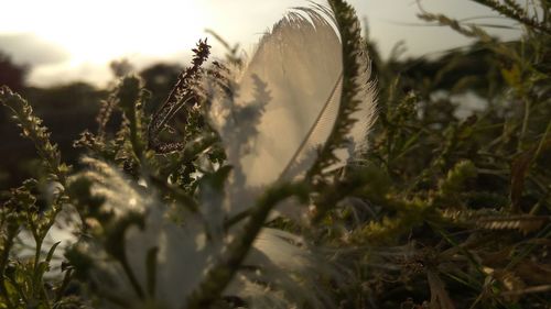 Close-up of plants growing in field