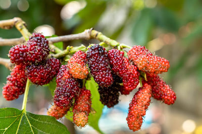 Close-up of strawberries on plant