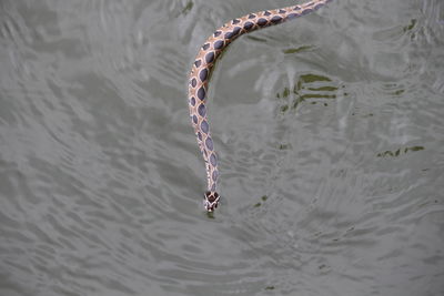 High angle view of snake swimming in lake