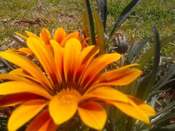 Close-up of day lily blooming outdoors