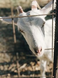 Close-up portrait of goat at farm