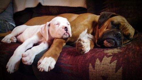 Dog sleeping on sofa