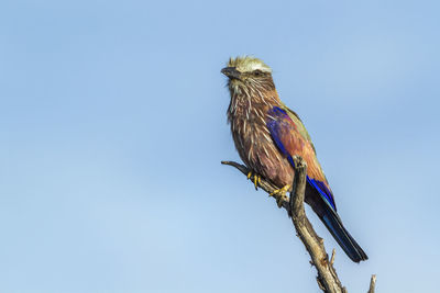 Low angle view of bird perching on branch against clear sky