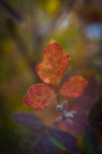 Close-up of leaves