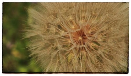 Close-up of dandelion