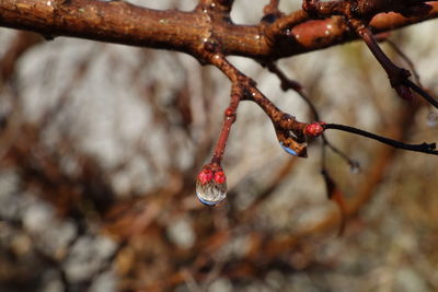 Close-up of red berries on branch