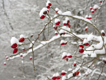 Close-up of berries on tree during winter