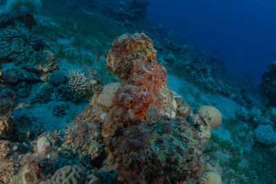 Fish swimming in sea