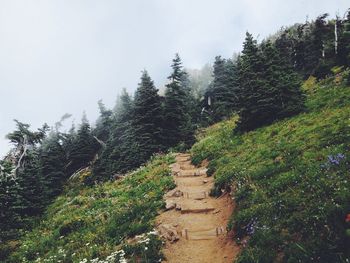 Trees on mountain against sky