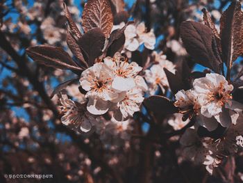 Close-up of cherry blossoms on tree