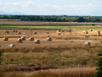 Flock of sheep on field