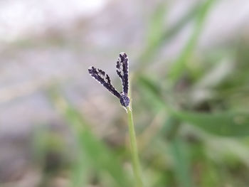 Close-up of plant on snow