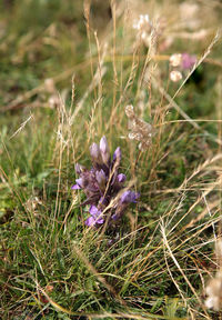 Close-up of purple flowers