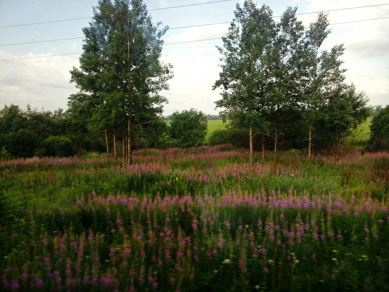 growth, flower, nature, plant, tree, field, beauty in nature, tranquil scene, no people, sky, freshness, tranquility, outdoors, scenics, landscape, fragility, day, flower head