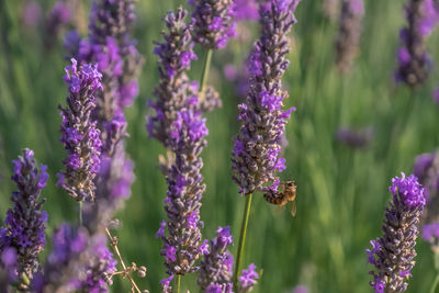 Close-up of bee on purple lavender flowers