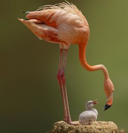 Close-up of bird