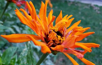 Close-up of orange flower blooming in park
