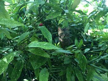 Close-up of insect on plant