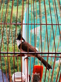 View of bird in cage