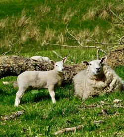 Sheep in a field